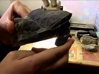 Древнейшая рыба с челюстями найдена в Китае (новости)