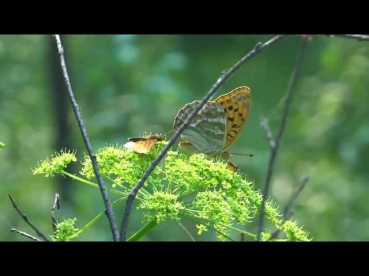 Утро в лесу. Morning in the woods