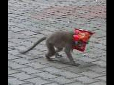 Funny Monkey fight for lays packet !!!