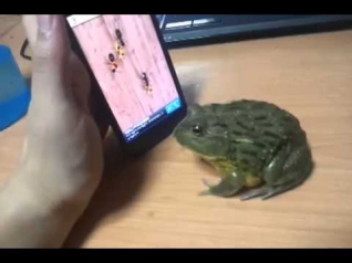 Лягушка игрунья