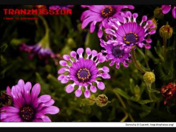 Tranzmission - Flower of Retribution