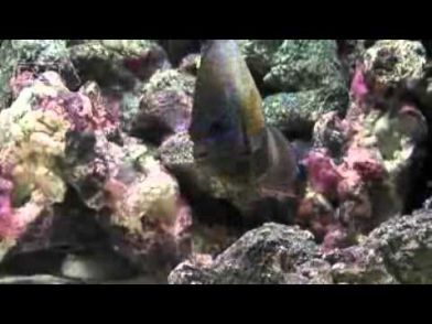 Annularis Angelfish (Pomacanthus annularis) | LiveAquaria.com