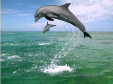 Песни дельфинов