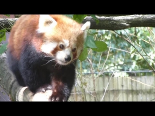 Cola Bear (brown panda)