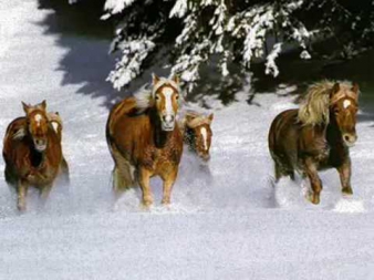 Vysotsky «Кони привередливые» (Capricious  horses)